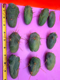 10 pack small TBM !