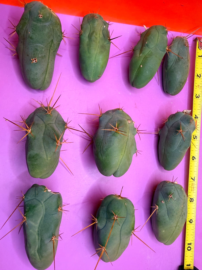 10 pack small TBM !