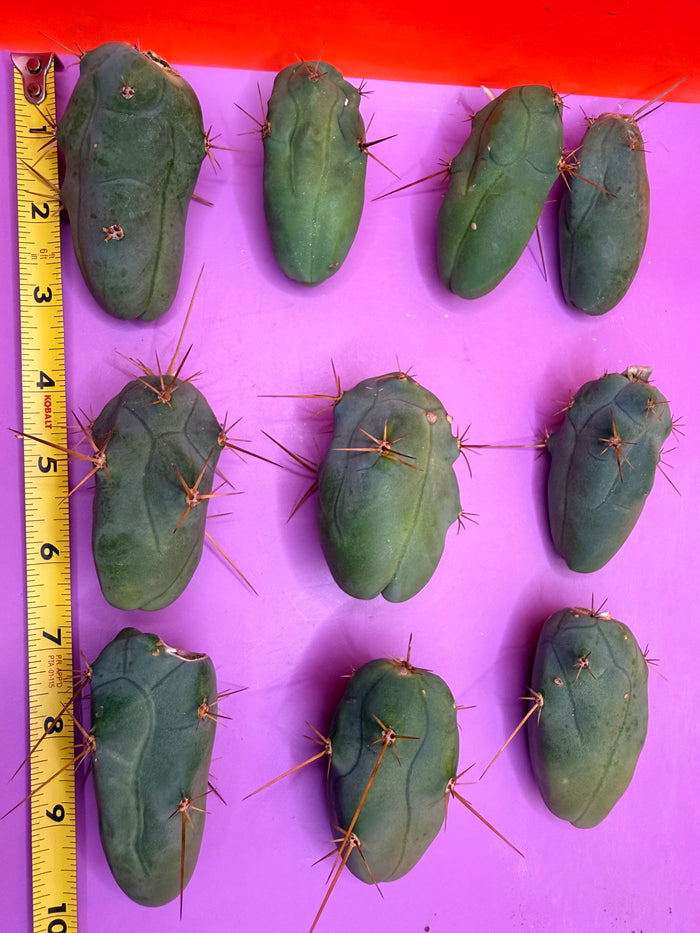 10 pack small TBM !