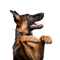 INVIROX GIFT CARD - INVIROX DOG TRAINING GEAR