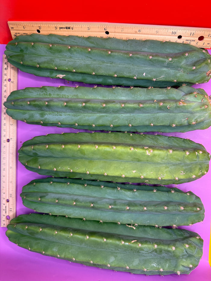 5 pack of San Pedro Cactus !