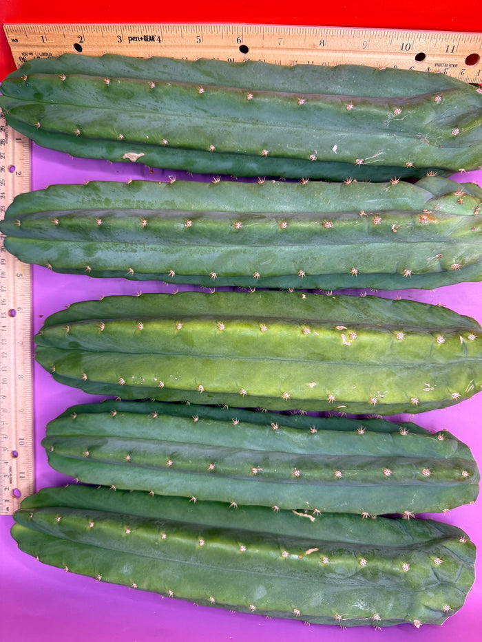 5 pack of San Pedro Cactus !