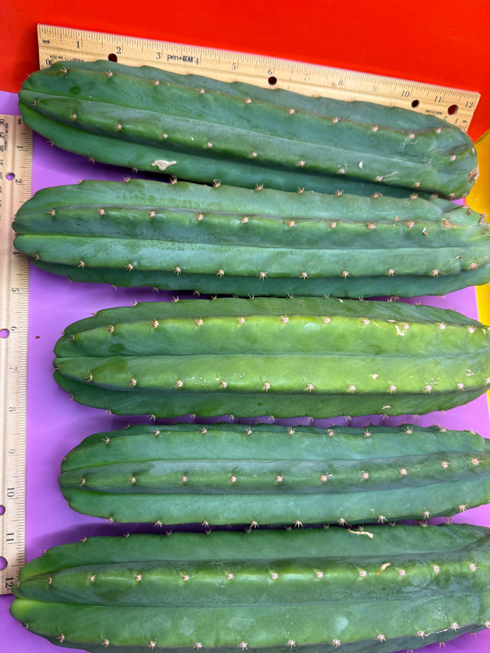 5 pack of San Pedro Cactus !