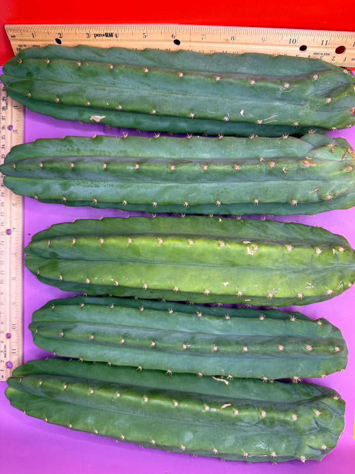 5 pack of San Pedro Cactus !
