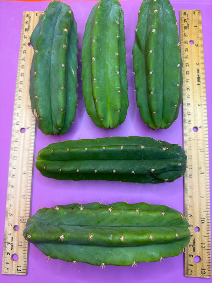 5 san pedro cactus bundle pack !!