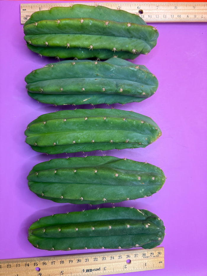 5 san pedro cactus bundle pack !!