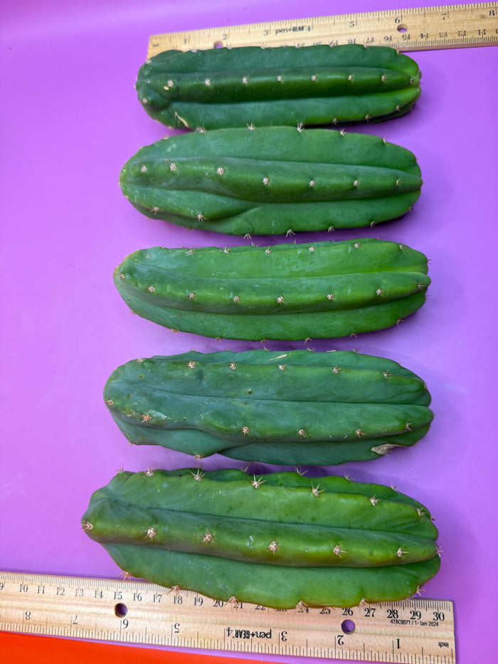 5 san pedro cactus bundle pack !!