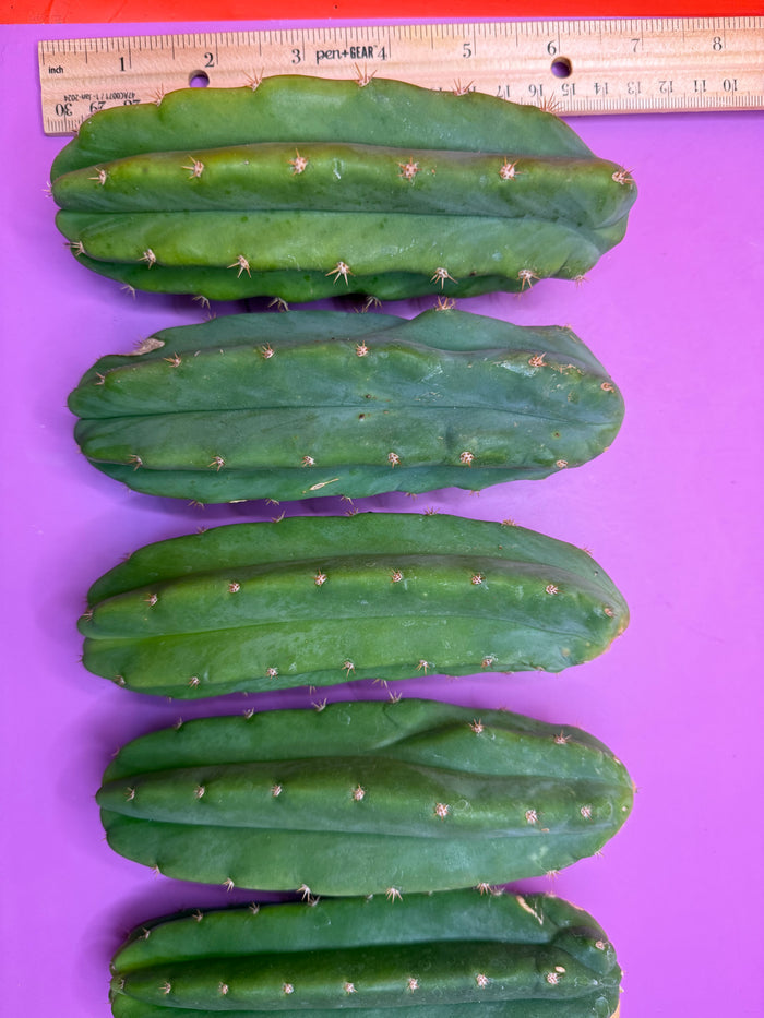 5 san pedro cactus bundle pack !!