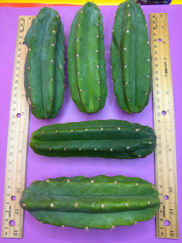 5 san pedro cactus bundle pack !!