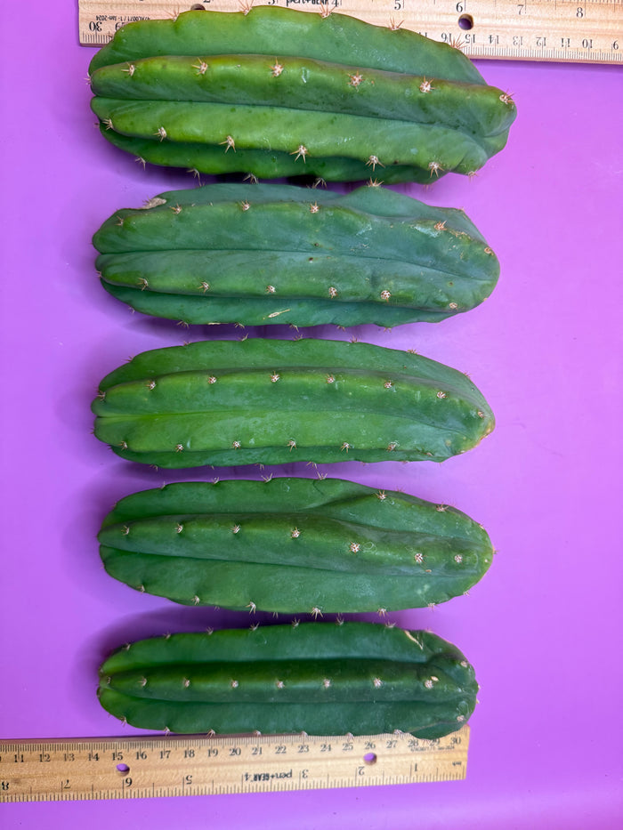 5 san pedro cactus bundle pack !!