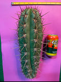 50 SEEDS OF one of the largest San Pedro Cactus - Trichocereus TACAQUIRENSIS!