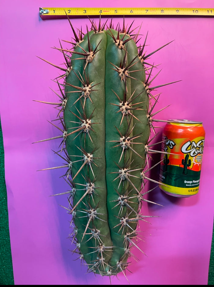 50 SEEDS OF one of the largest San Pedro Cactus - Trichocereus TACAQUIRENSIS!