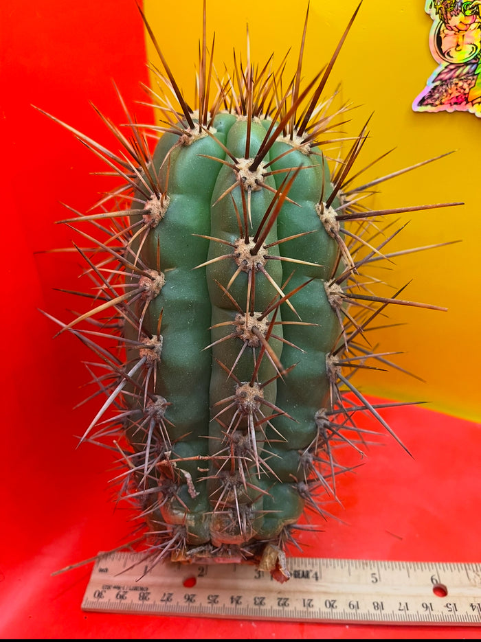 50 SEEDS OF one of the largest San Pedro Cactus - Trichocereus TACAQUIRENSIS!