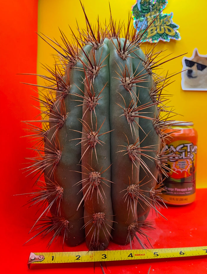 50 SEEDS OF one of the largest San Pedro Cactus - Trichocereus TACAQUIRENSIS!