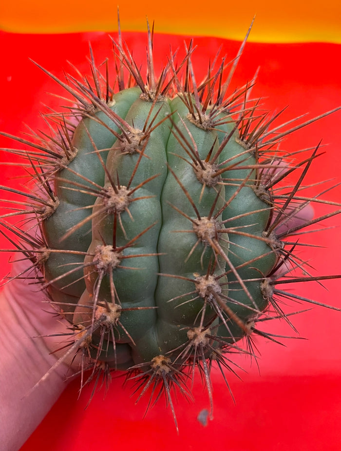 50 SEEDS OF one of the largest San Pedro Cactus - Trichocereus TACAQUIRENSIS!