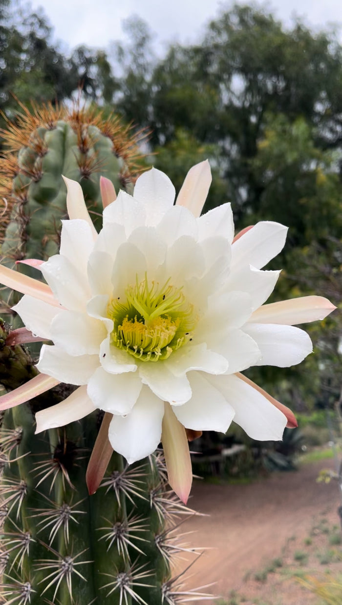 50 SEEDS OF one of the largest San Pedro Cactus - Trichocereus TACAQUIRENSIS!