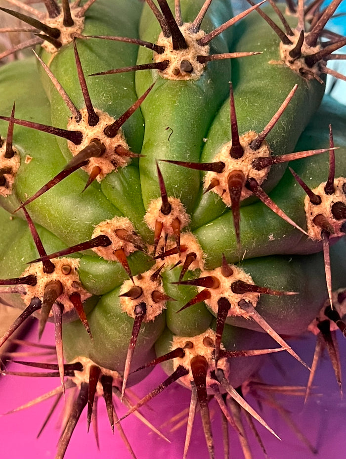 50 SEEDS OF one of the largest San Pedro Cactus - Trichocereus TACAQUIRENSIS!