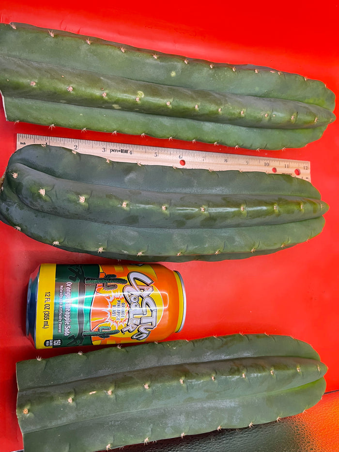 Large 11”-14” San Pedro cactus ! Fresh cut on July 14