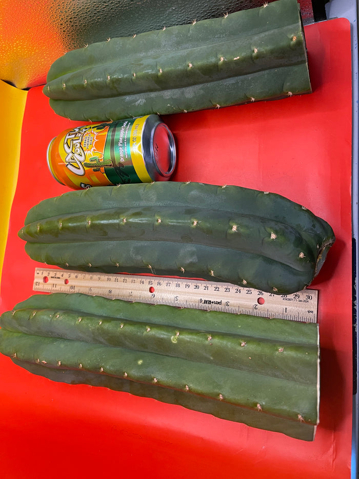 Large 11”-14” San Pedro cactus ! Fresh cut on July 14
