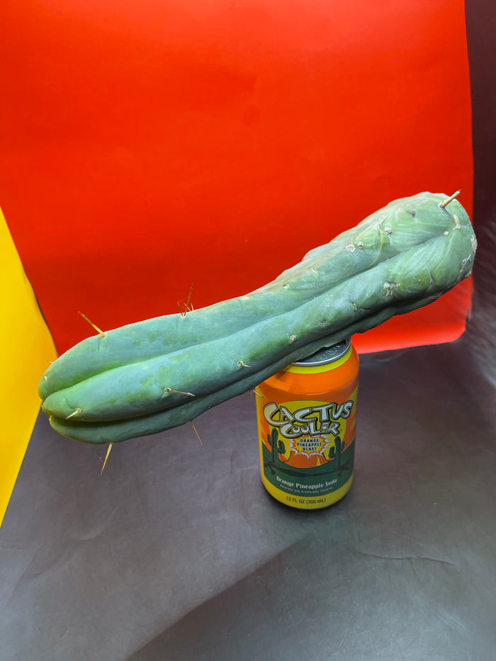 Cactus cutting