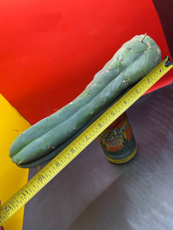 Cactus cutting