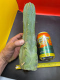 Cactus cutting