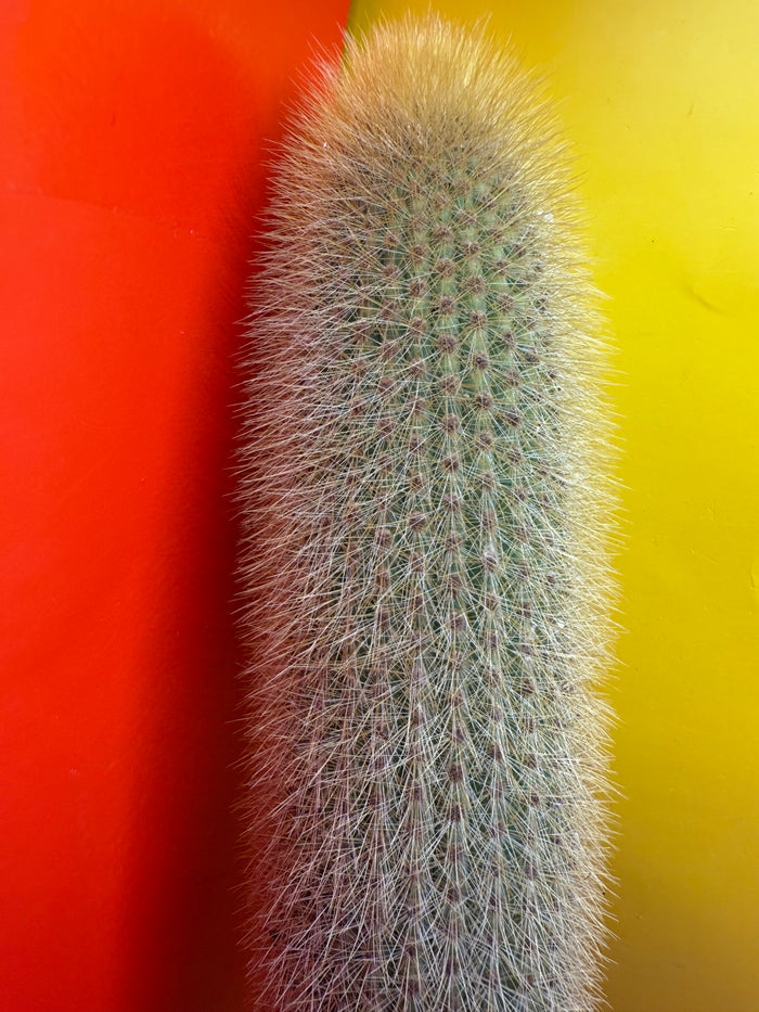 Weberbauerocereus johnsonii - this exact 1 foot cutting