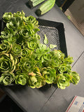 Aeonium - 30 cuttings