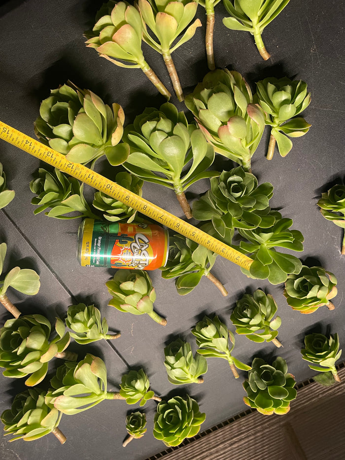 Aeonium - 30 cuttings