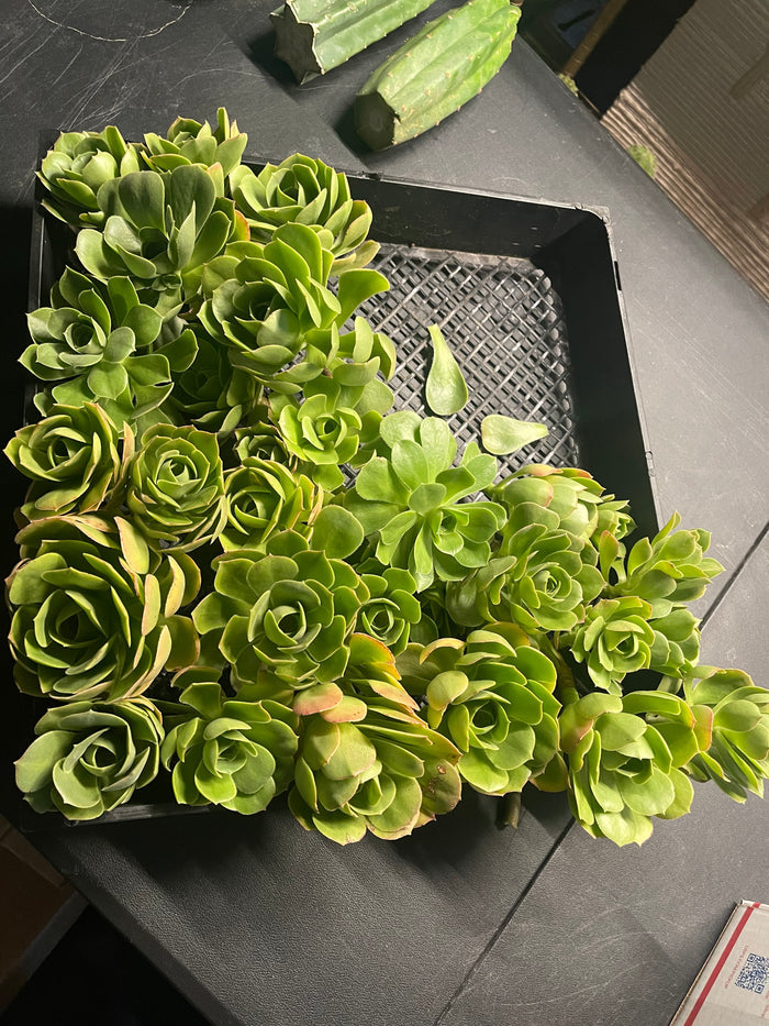 Aeonium - 30 cuttings