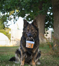 Lifestyle image of the Anco Nibbles being held by a sitting dog under a tree.