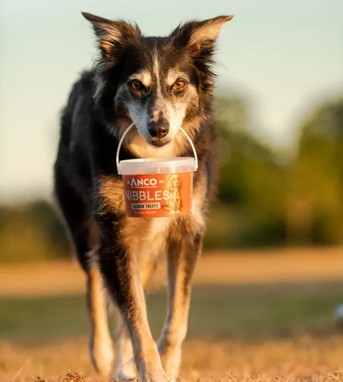 Lifestyle image of the Anco Nibbles being carried by a dog through a field.