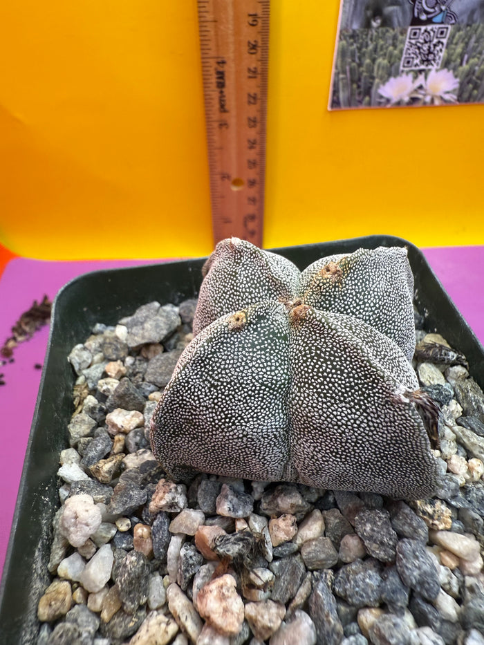 Astrophytum