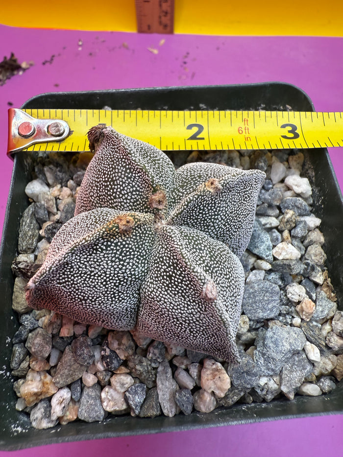 Astrophytum