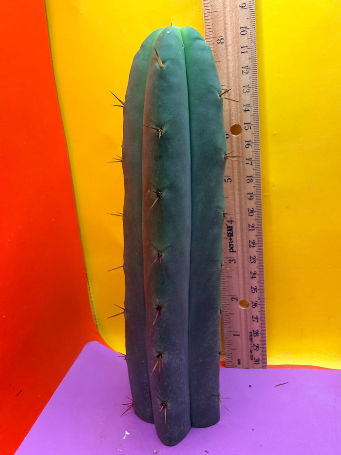 AURORAS GIANT Bridgesii cactus cutting - this exact one