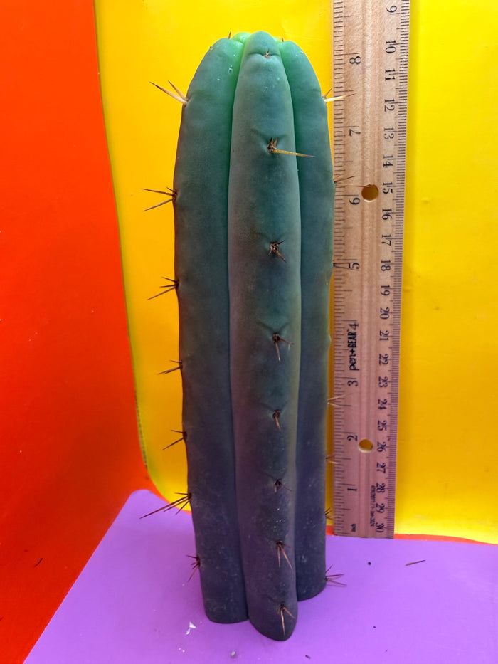 AURORAS GIANT Bridgesii cactus cutting - this exact one