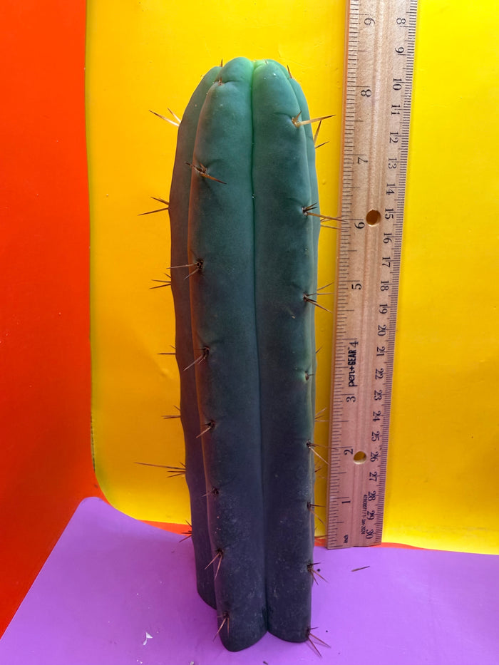 AURORAS GIANT Bridgesii cactus cutting - this exact one
