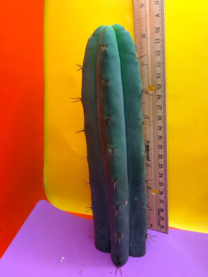 AURORAS GIANT Bridgesii cactus cutting - this exact one
