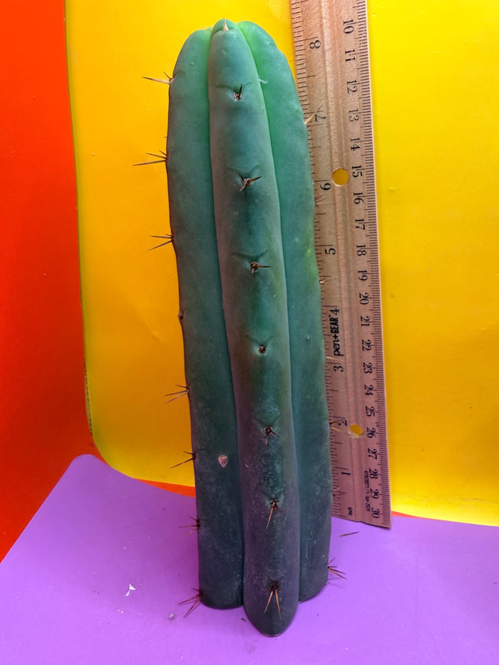 AURORAS GIANT Bridgesii cactus cutting - this exact one