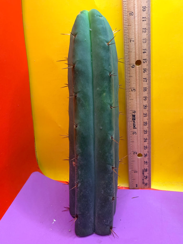 AURORAS GIANT Bridgesii cactus cutting - this exact one