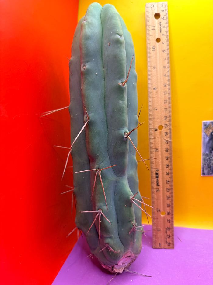 Bald BRIDGESII “LMA” La Mirada Angelo