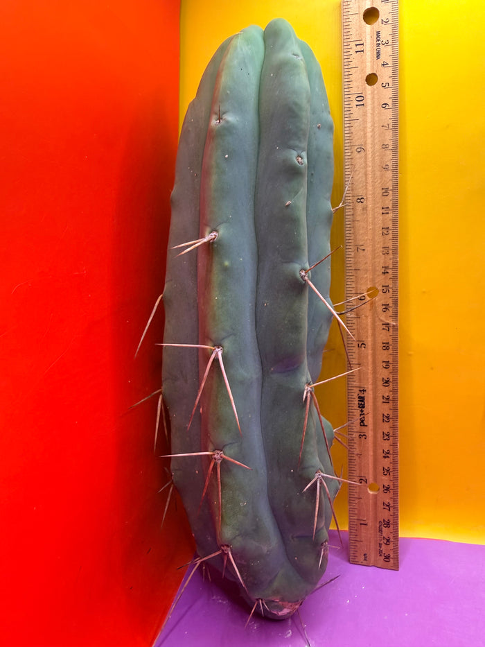Bald BRIDGESII “LMA” La Mirada Angelo