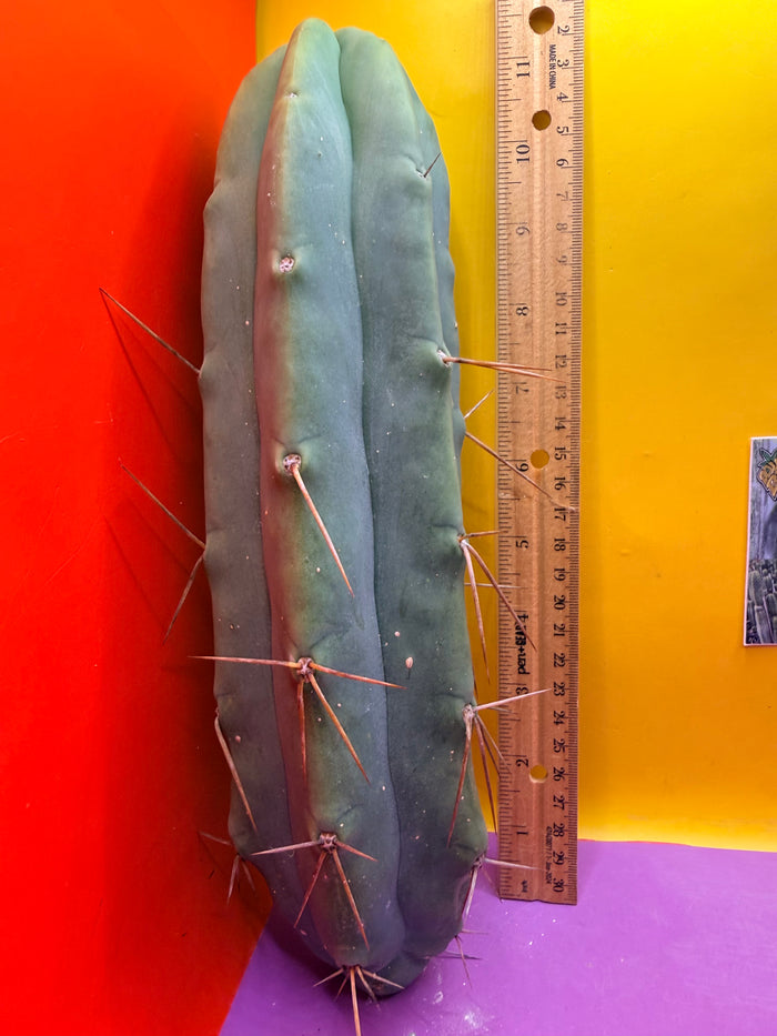 Bald BRIDGESII “LMA” La Mirada Angelo