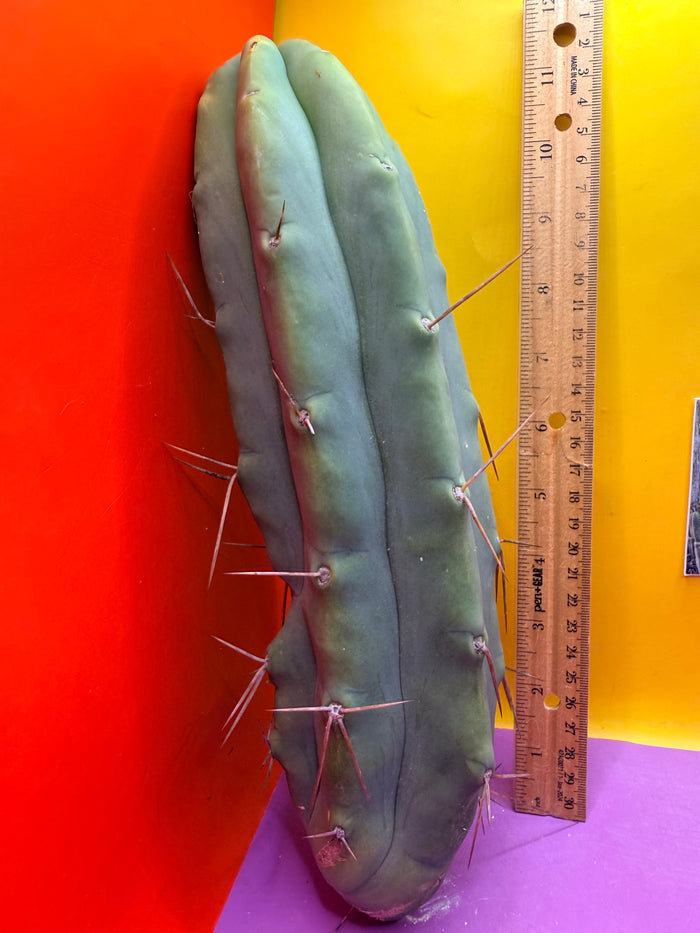 Bald BRIDGESII “LMA” La Mirada Angelo