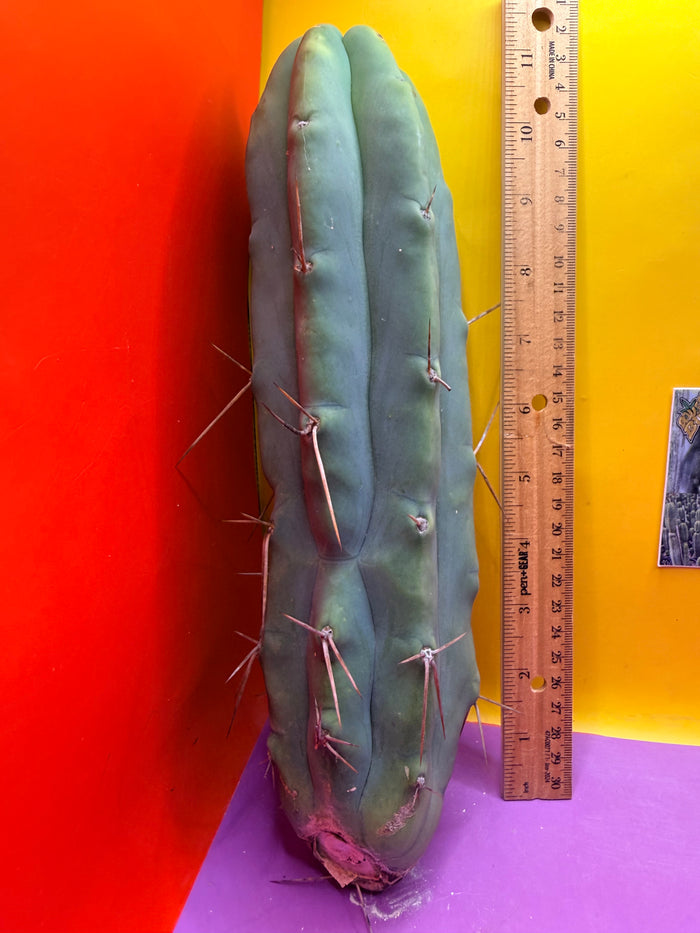 Bald BRIDGESII “LMA” La Mirada Angelo