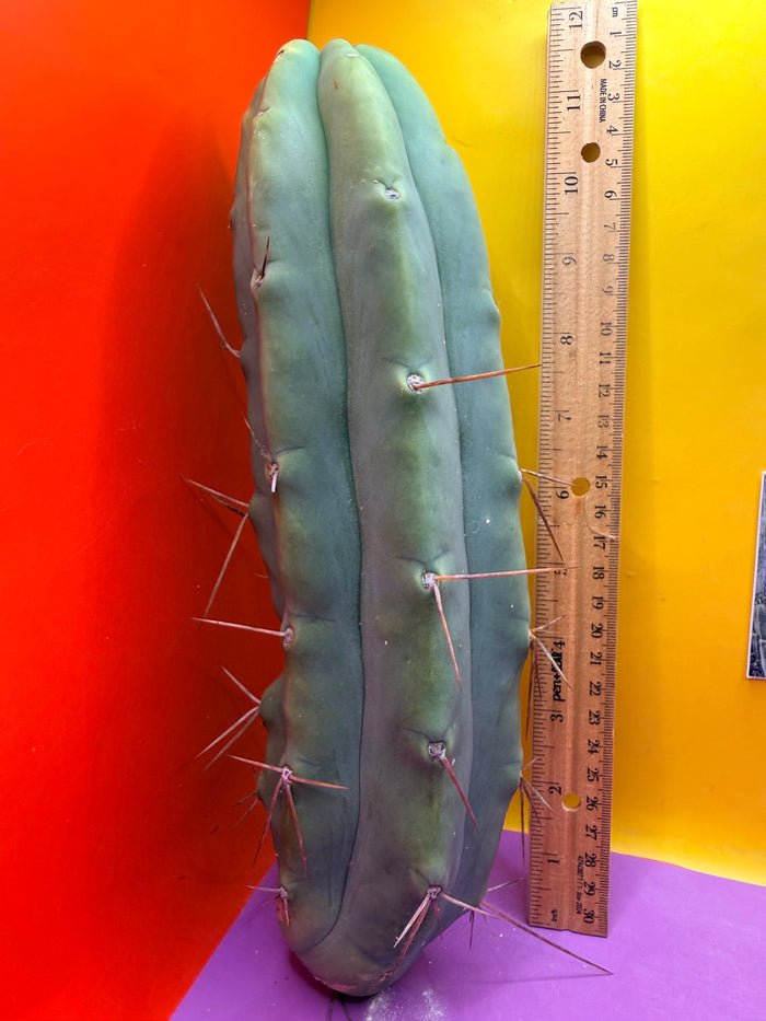 Bald BRIDGESII “LMA” La Mirada Angelo