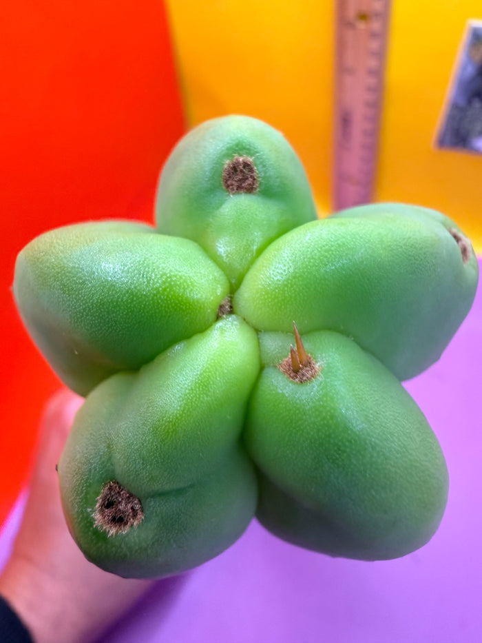 Bald BRIDGESII “LMA” La Mirada Angelo