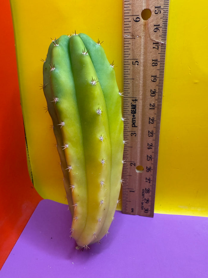 Banana San Pedro Cactus !