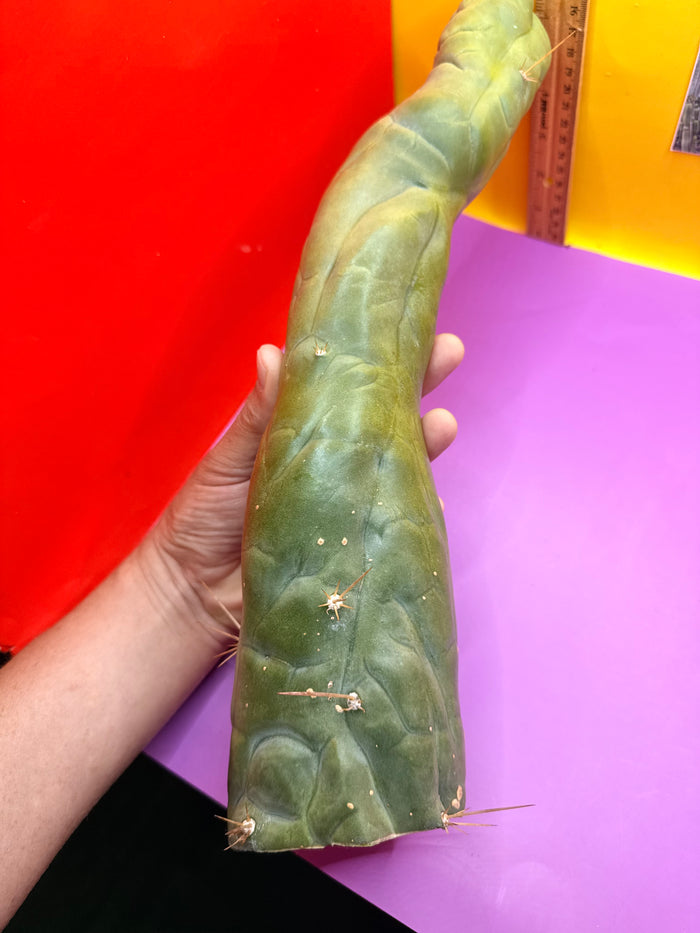 Big Thic Bruce’s Dragon 🐉
