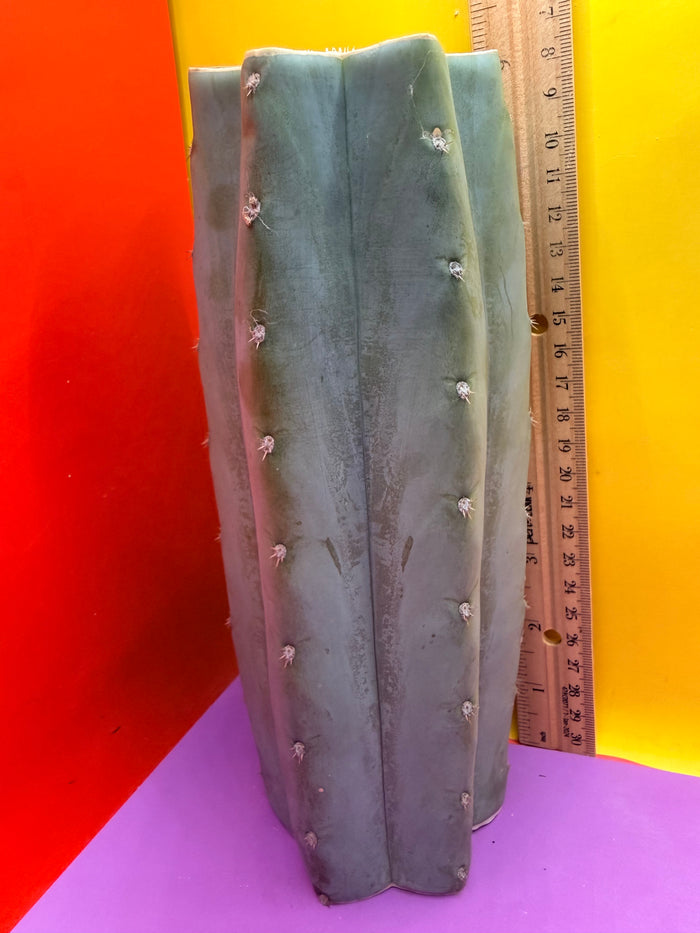 Blue Juules Giant !